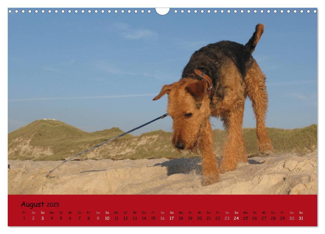 Bild: 9783435665488 | Airedale Terrier (Wandkalender 2025 DIN A3 quer), CALVENDO...