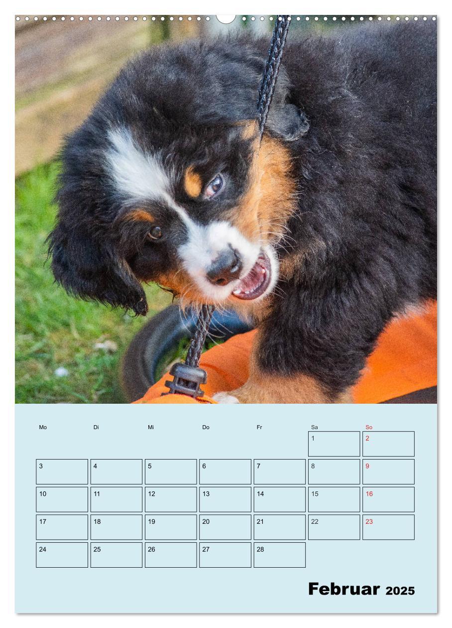 Bild: 9783435958672 | Familienplaner Berner Sennenhund Welpen (Wandkalender 2025 DIN A2...