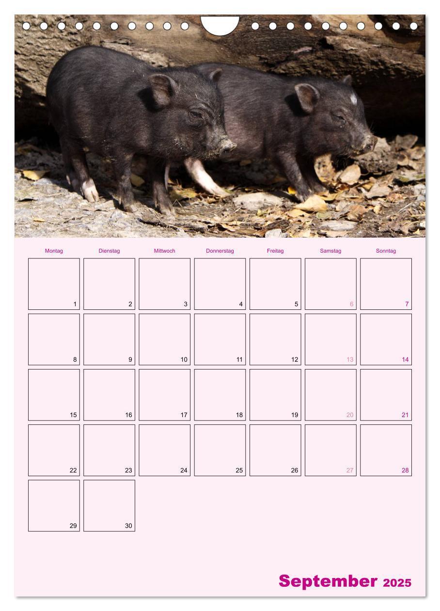 Bild: 9783457077214 | Schweinischer Terminplaner (Wandkalender 2025 DIN A4 hoch),...