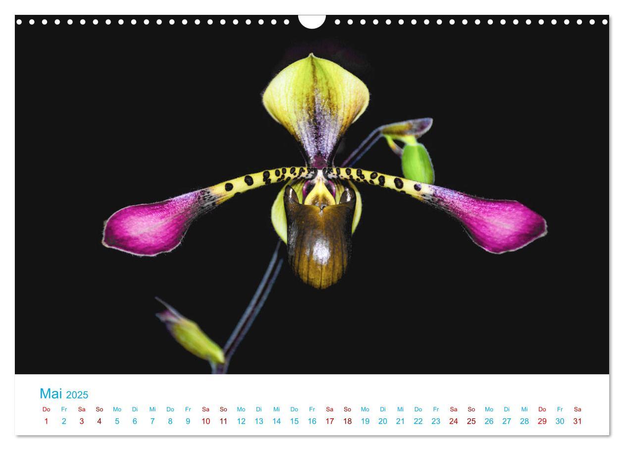 Bild: 9783435285501 | Die Königin der Blumenwelt, die Orchidee (Wandkalender 2025 DIN A3...