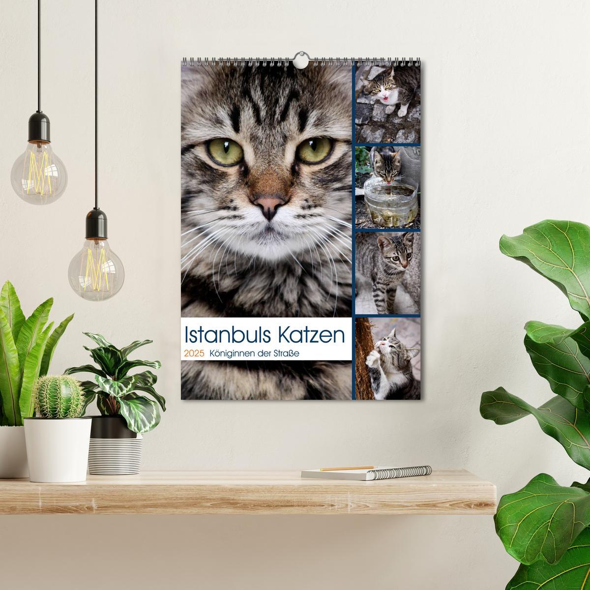 Bild: 9783457086865 | Istanbuls Katzen (Wandkalender 2025 DIN A3 hoch), CALVENDO...