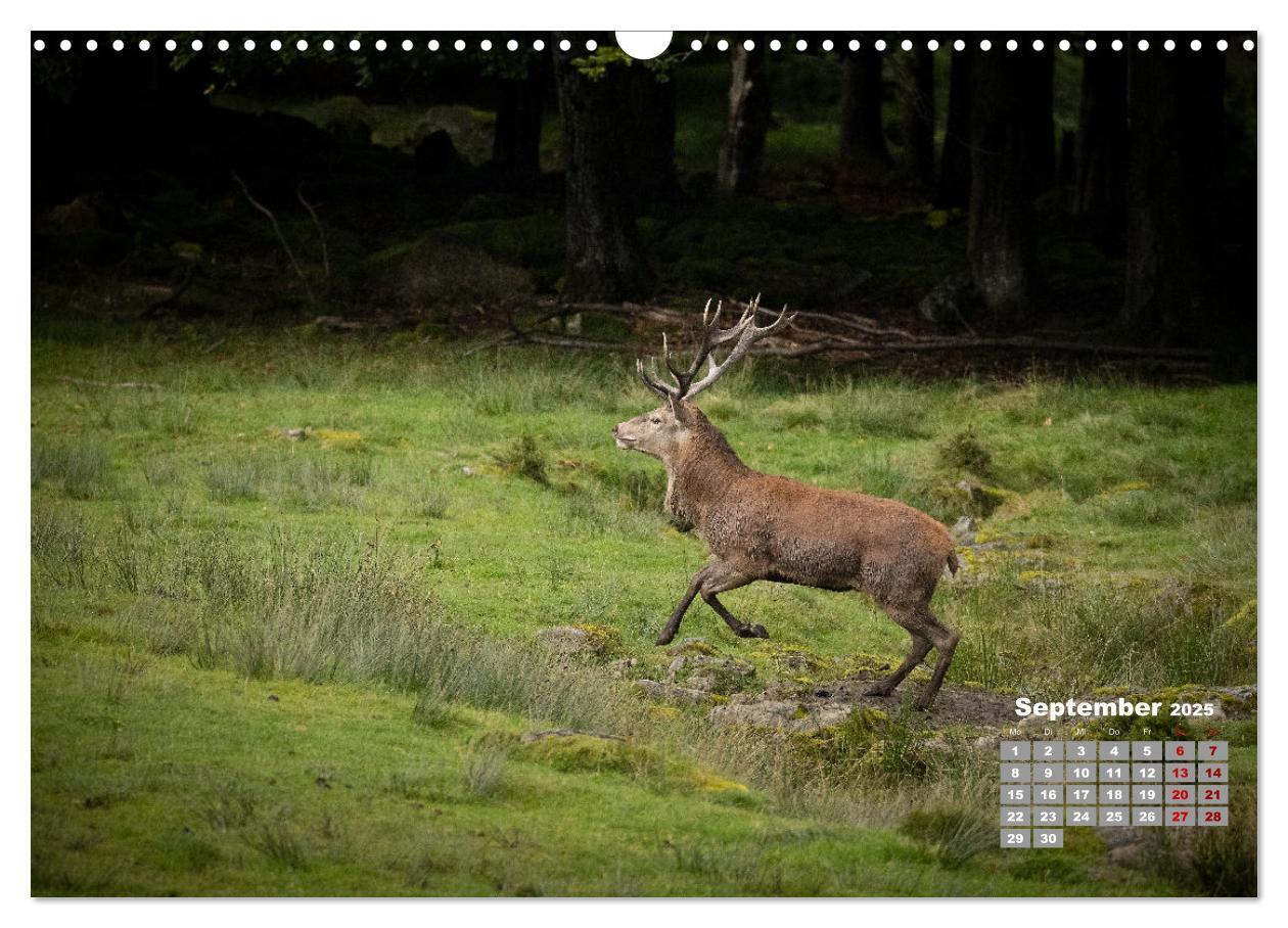 Bild: 9783435003877 | Krafttier Hirsch (Wandkalender 2025 DIN A3 quer), CALVENDO...