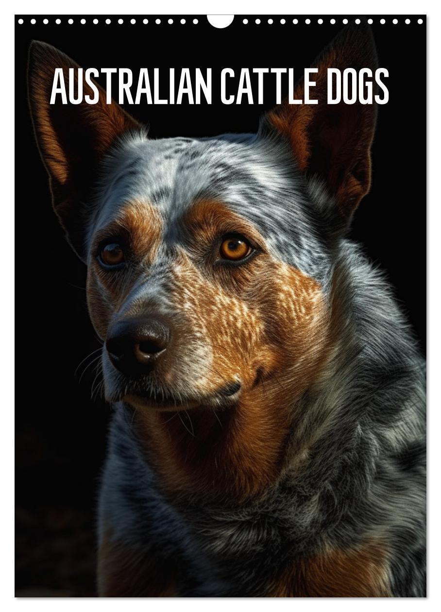 Cover: 9783435877072 | Australian Cattle Dogs (Wandkalender 2025 DIN A3 hoch), CALVENDO...