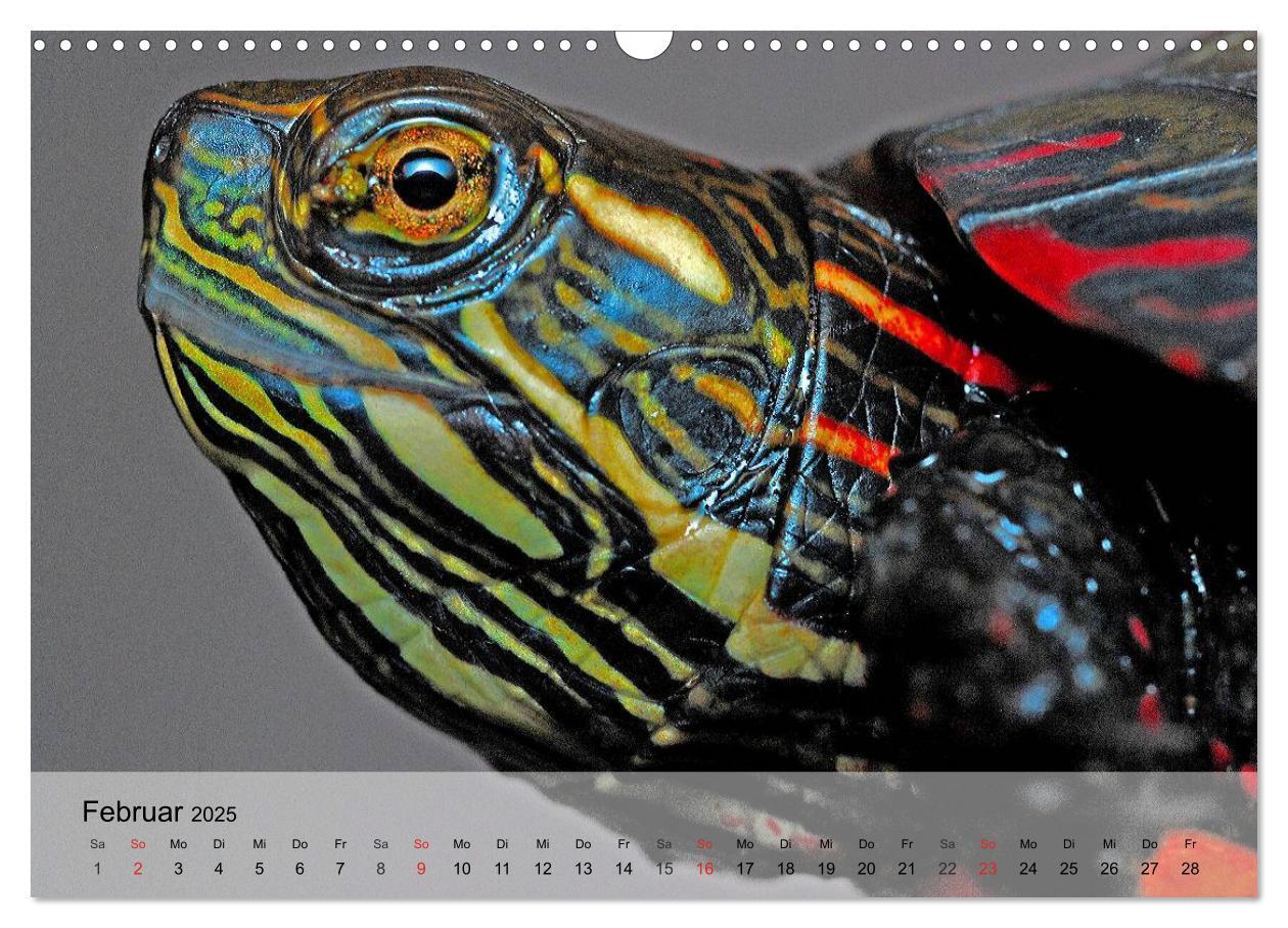 Bild: 9783435625352 | Reptilien Schlangen, Echsen und Co. (Wandkalender 2025 DIN A3...