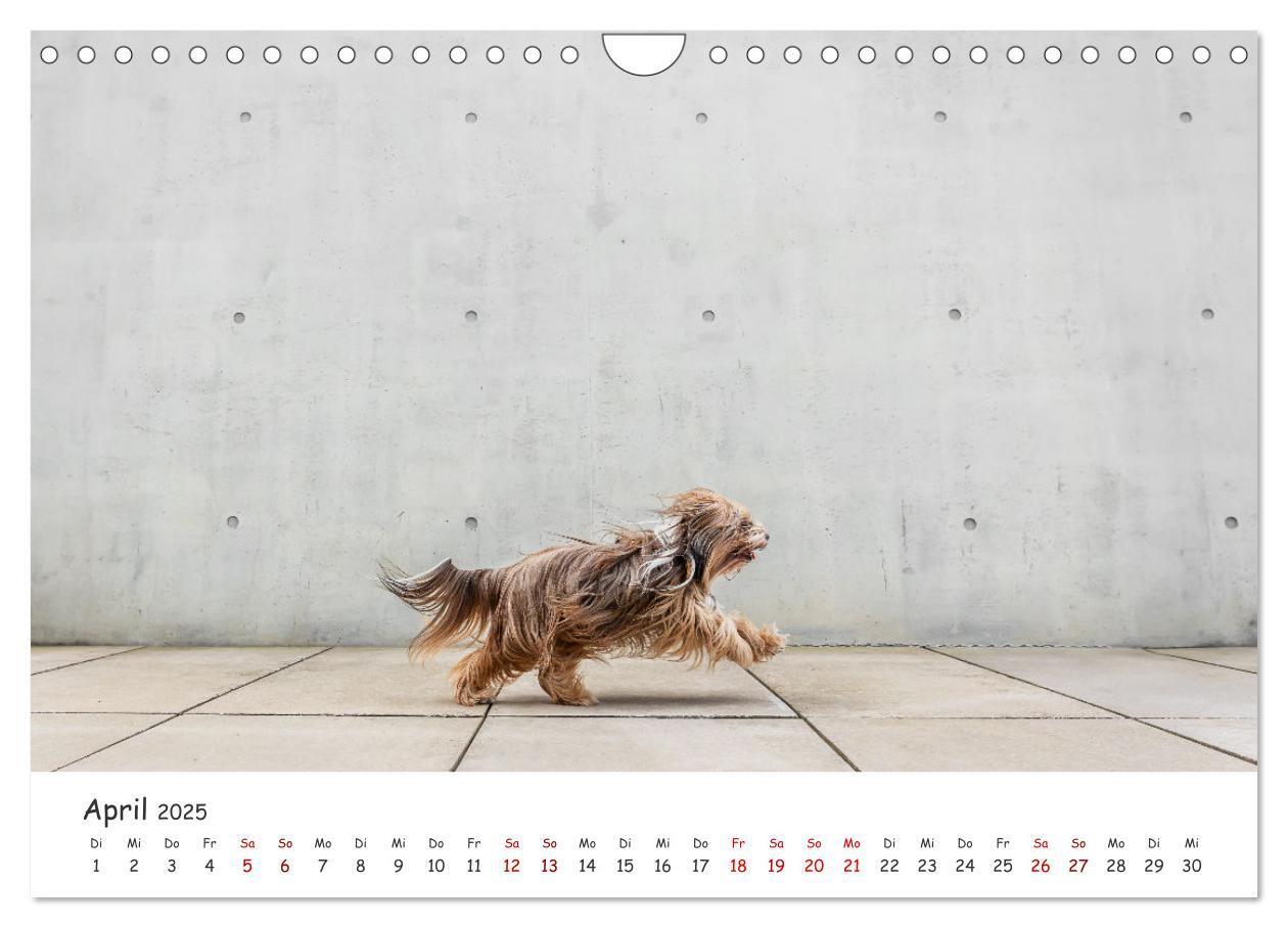 Bild: 9783457183526 | Berlin City Dogs - Berliner Hunde (Wandkalender 2025 DIN A4 quer),...