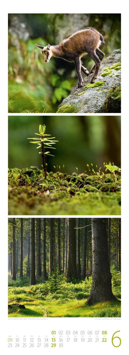 Bild: 9783838425368 | Waldleben - Ein Spaziergang durch heimische Wälder Triplet-Kalender...
