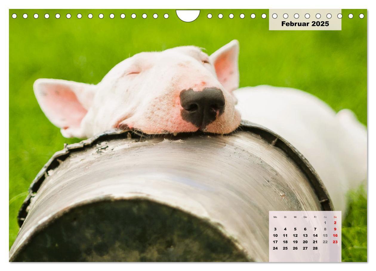 Bild: 9783383947438 | Bullterrier. Freudiges Wesen und Charakter (Wandkalender 2025 DIN...