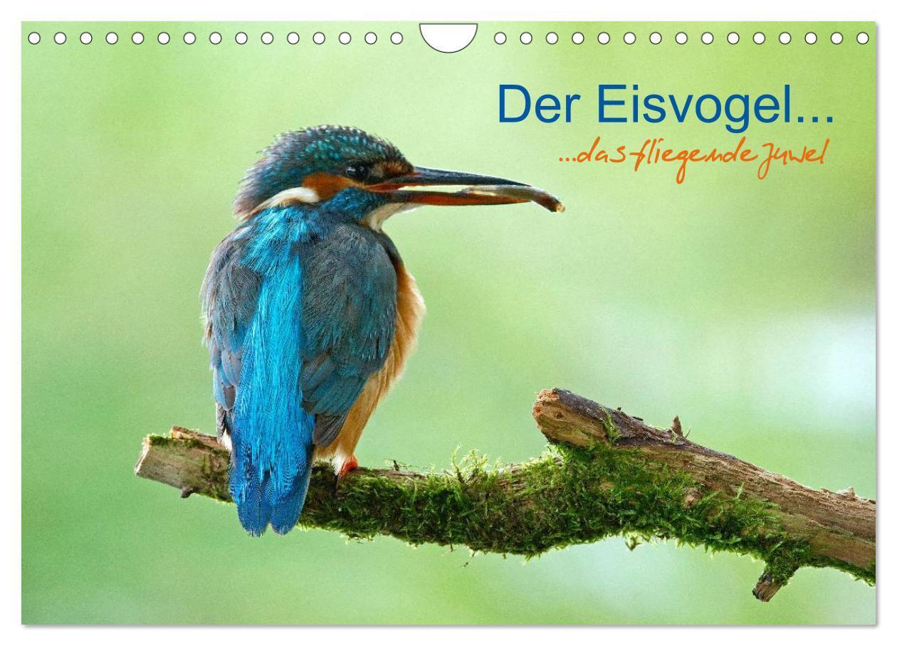 Cover: 9783435501229 | Der Eisvogel...fliegendes Juwel (Wandkalender 2025 DIN A4 quer),...