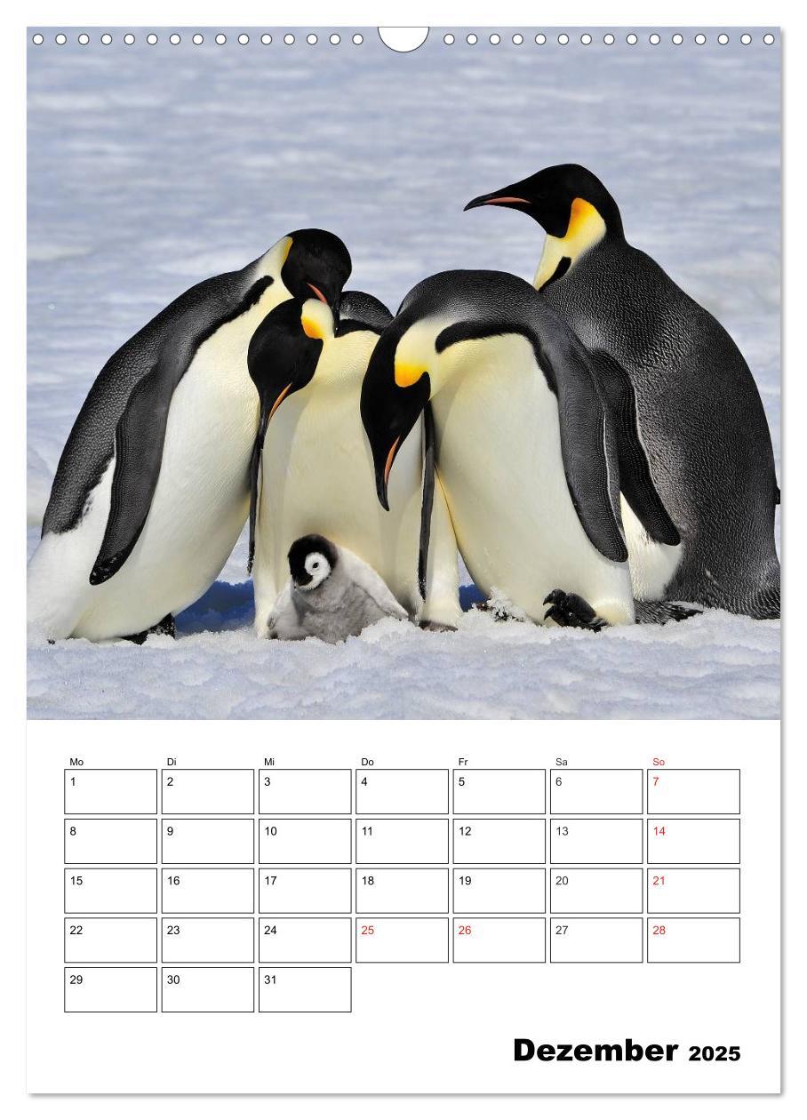 Bild: 9783457035238 | Pinguine. Familienglück im Eis (Wandkalender 2025 DIN A3 hoch),...