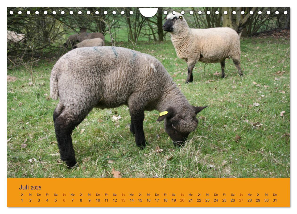 Bild: 9783435249985 | Shropshire Schafe (Wandkalender 2025 DIN A4 quer), CALVENDO...