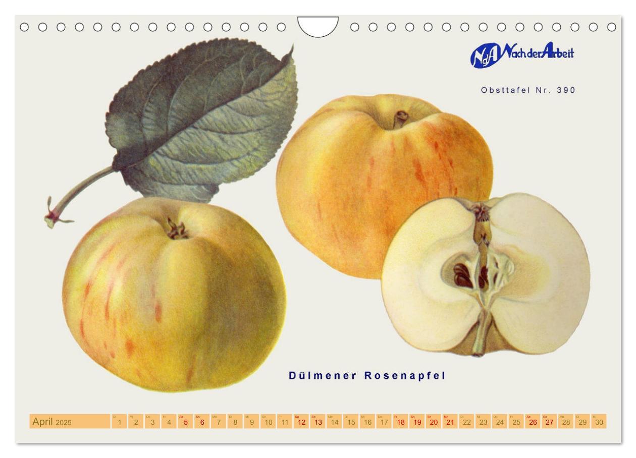 Bild: 9783383952777 | Alte Apfelsorten für Allergiker (Wandkalender 2025 DIN A4 quer),...