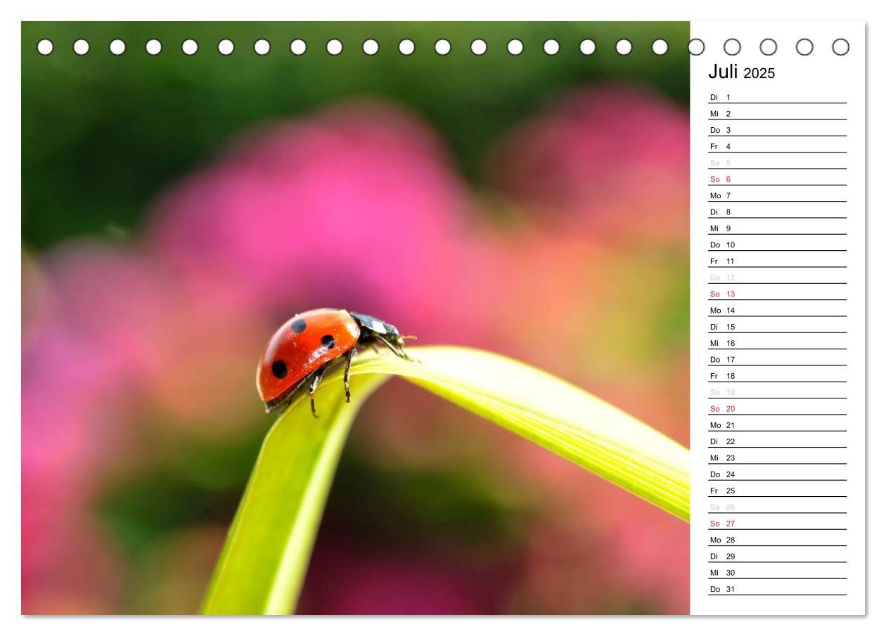 Bild: 9783435786343 | Marienkäfer 2025 (Tischkalender 2025 DIN A5 quer), CALVENDO...