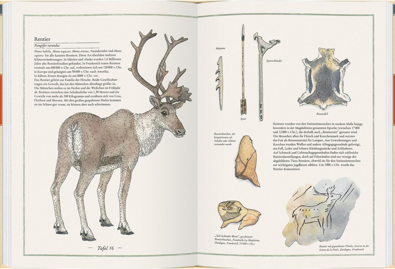 Bild: 9783836960977 | Mammut, Urmensch, Höhlenbär | Leben in der Steinzeit | Aladjidi | Buch