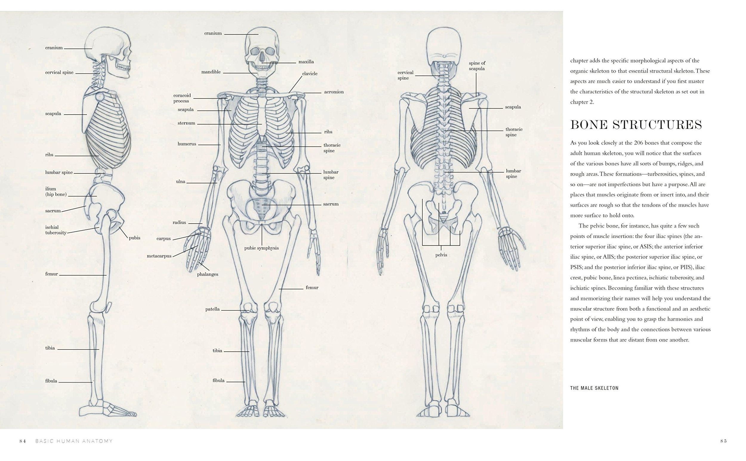 Bild: 9781580934381 | Basic Human Anatomy | An Essential Visual Guide for Artists | Osti