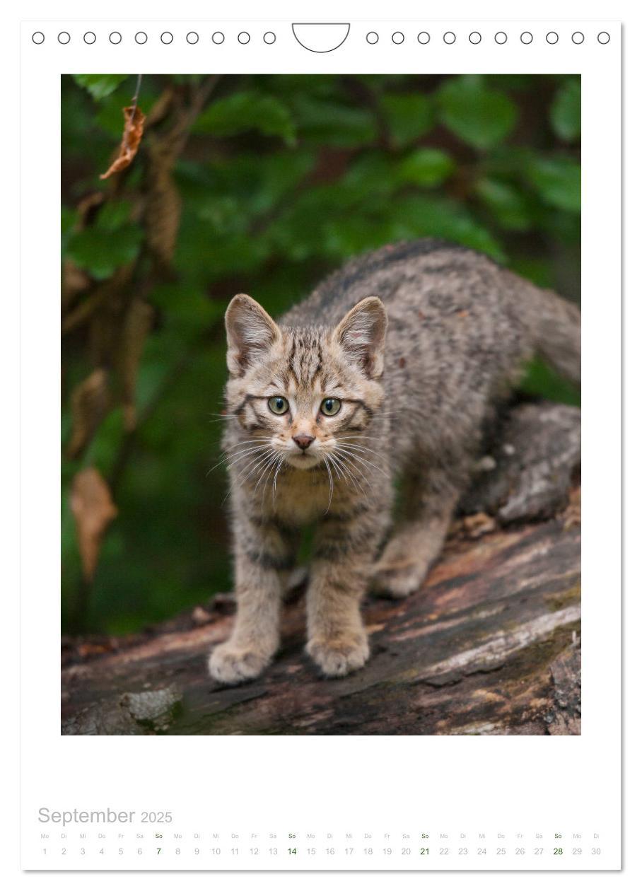 Bild: 9783435954513 | Wildkatzen - Kleine Samtpfoten des Waldes (Wandkalender 2025 DIN A4...