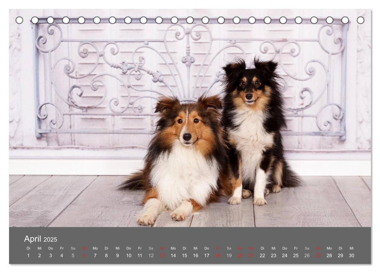 Bild: 9783435709786 | Shelties : Charmeure auf 4 Pfoten (Tischkalender 2025 DIN A5 quer),...