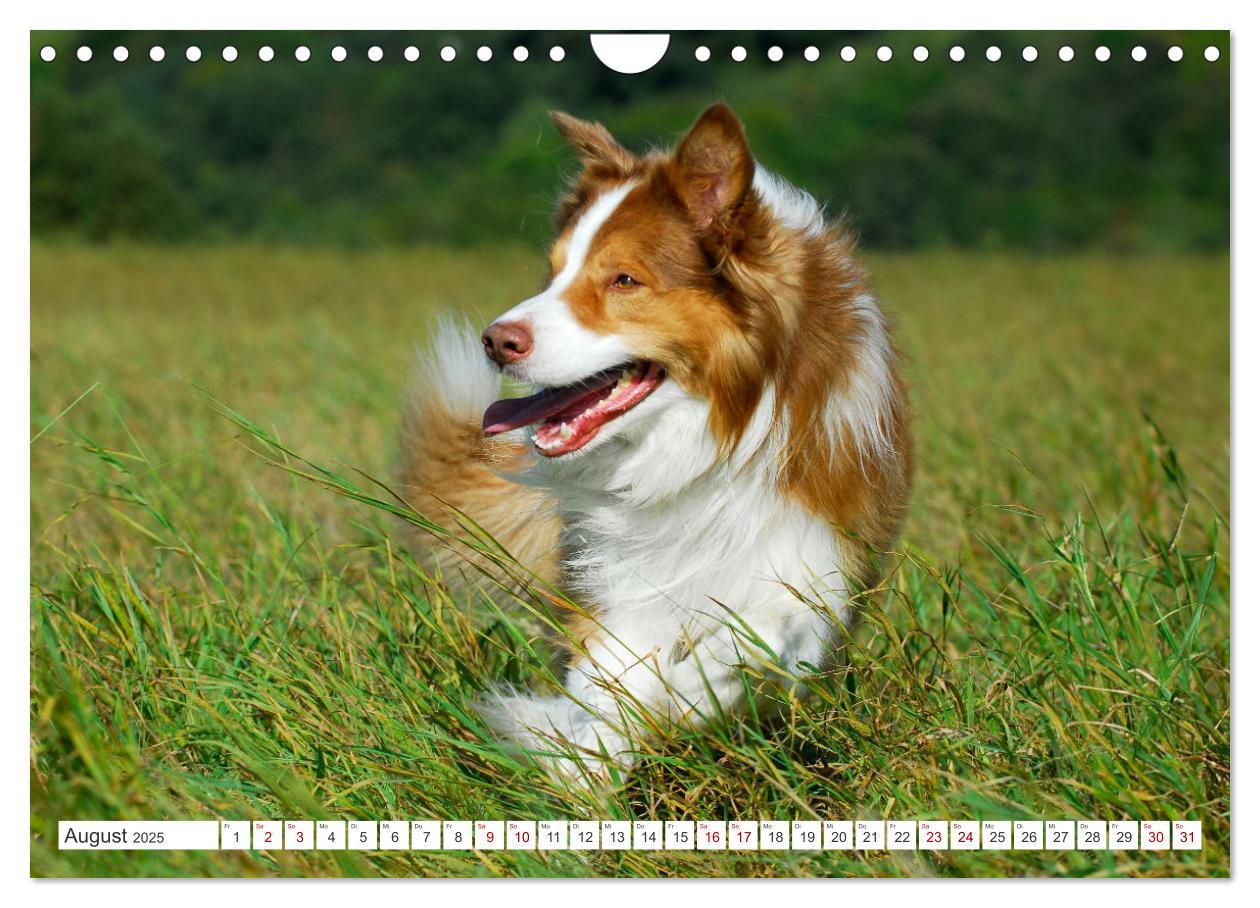 Bild: 9783457157749 | Border Collie - Das Universalgenie unter den Hunden (Wandkalender...