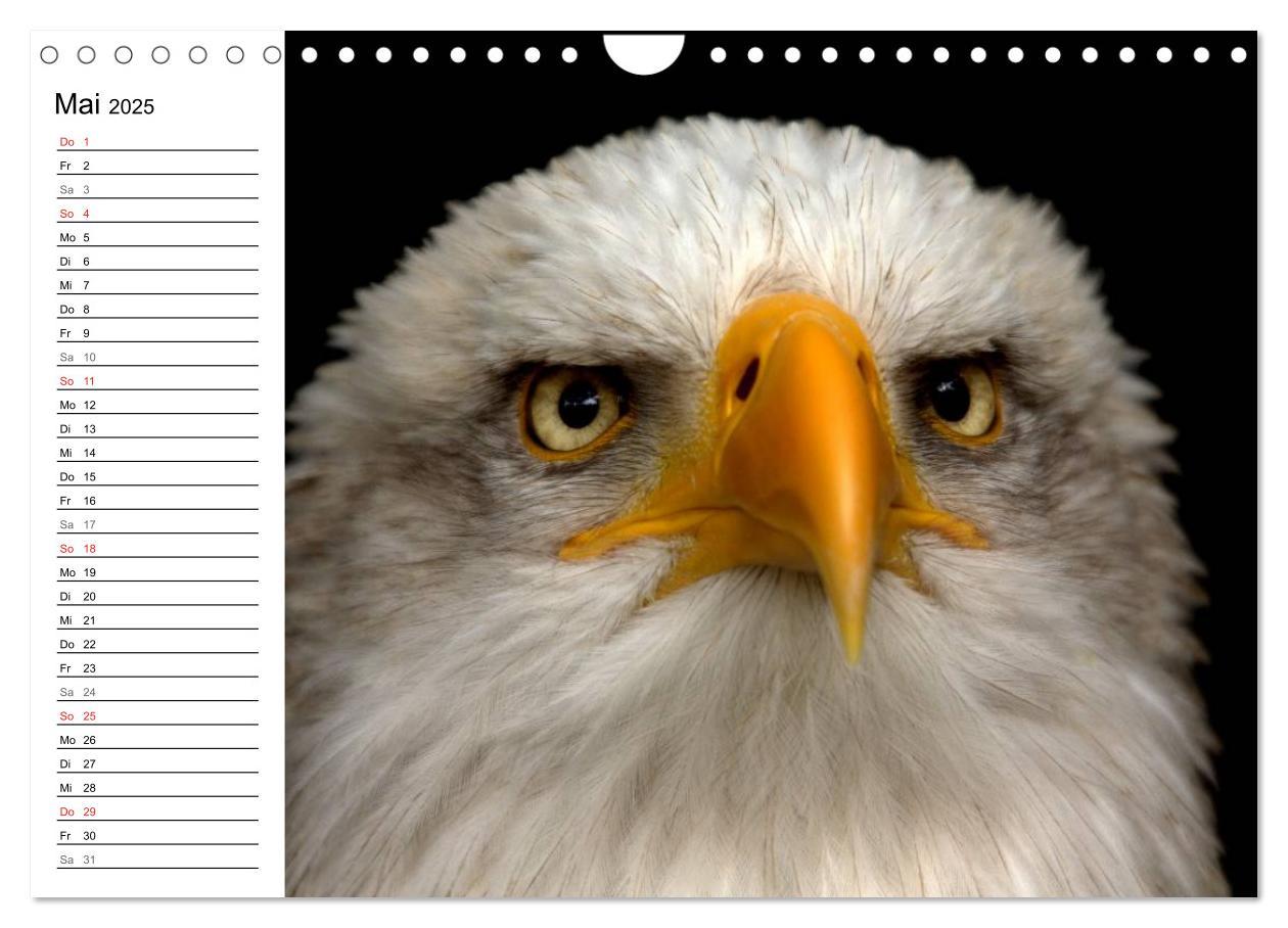 Bild: 9783435533145 | Der Weißkopfseeadler (Wandkalender 2025 DIN A4 quer), CALVENDO...