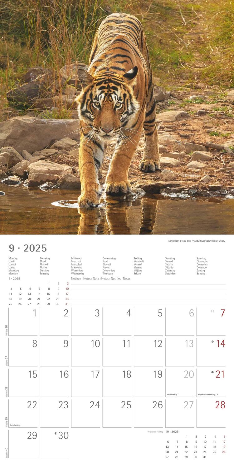 Bild: 4251732343057 | Großkatzen 2025 - Broschürenkalender 30x30 cm (30x60 geöffnet) -...