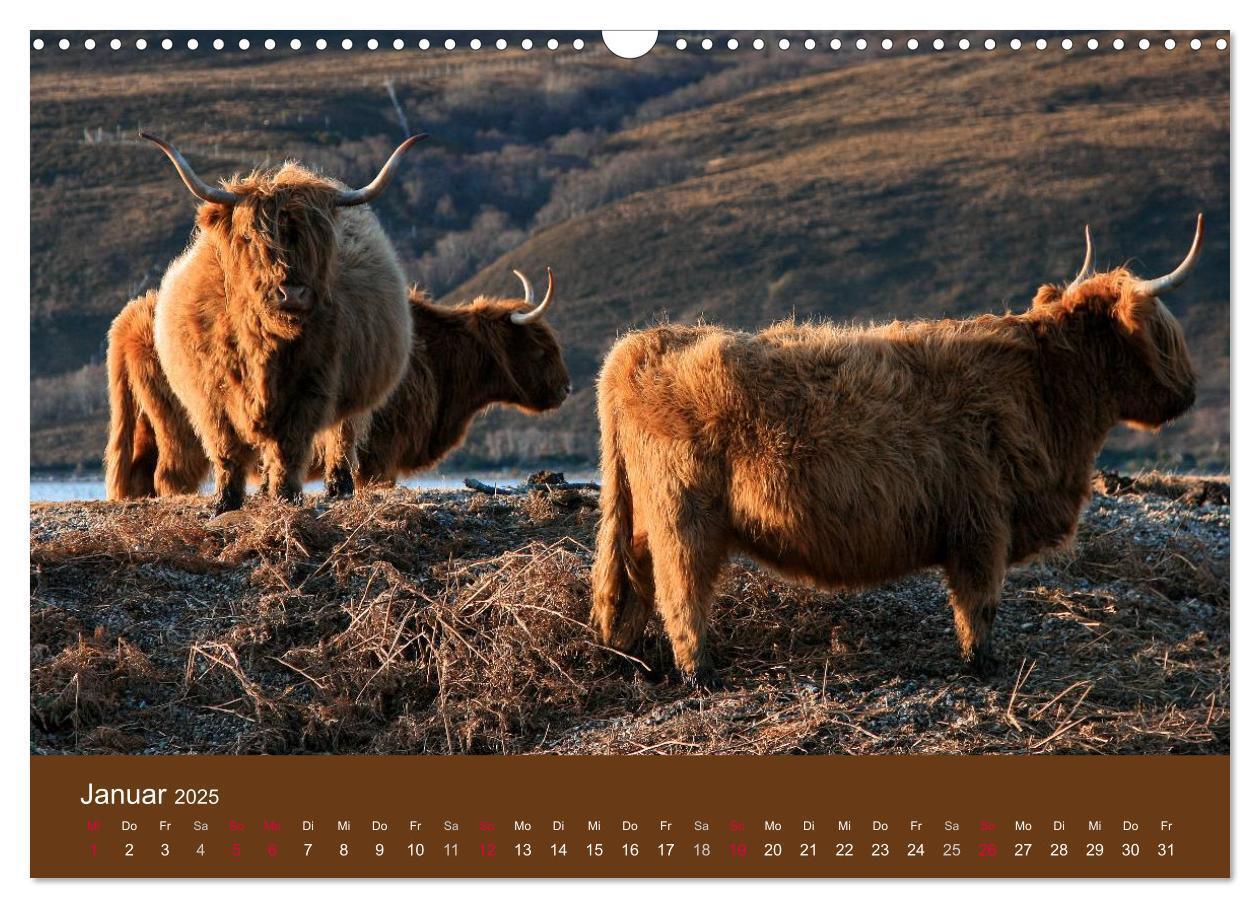 Bild: 9783435642625 | Schottische Hochlandrinder - Highland Cattle (Wandkalender 2025 DIN...