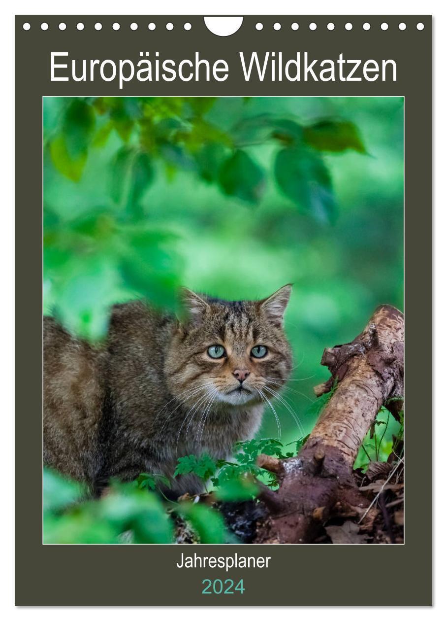 Cover: 9783675686892 | Europäische Wildkatzen - Jahresplaner (Wandkalender 2024 DIN A4...