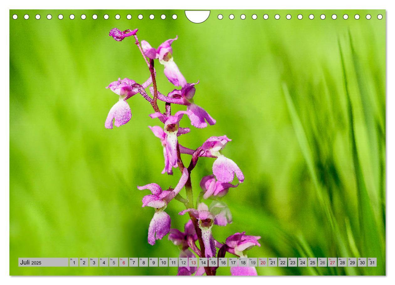 Bild: 9783435537204 | Orchideenwiese 2025 (Wandkalender 2025 DIN A4 quer), CALVENDO...