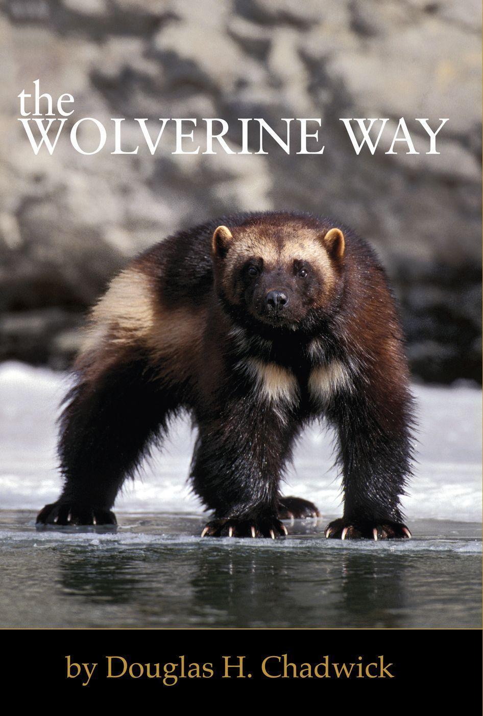 Cover: 9780980122749 | The Wolverine Way | Douglas H. Chadwick | Taschenbuch | Englisch