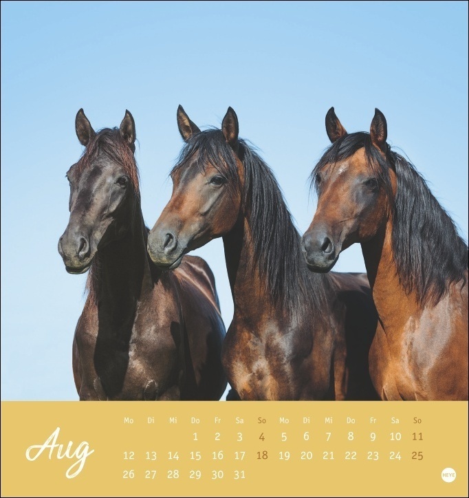 Bild: 9783756400409 | Pferde - Starke Freunde Postkartenkalender 2024. Pferdefotografin...