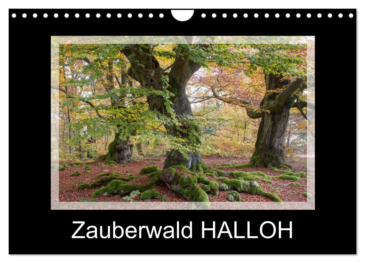 Cover: 9783435537822 | Zauberwald HALLOH (Wandkalender 2025 DIN A4 quer), CALVENDO...