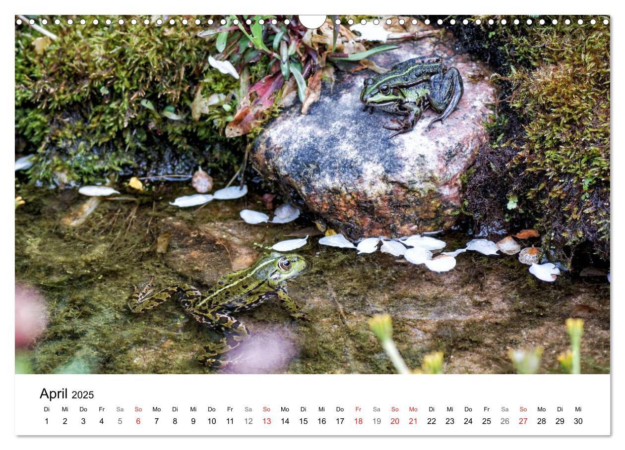 Bild: 9783435466269 | Paradies Naturgarten (Wandkalender 2025 DIN A3 quer), CALVENDO...