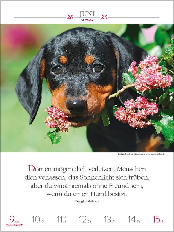 Bild: 9783731877271 | Literaturkalender Hunde 2025 | Verlag Korsch | Kalender | 54 S. | 2025