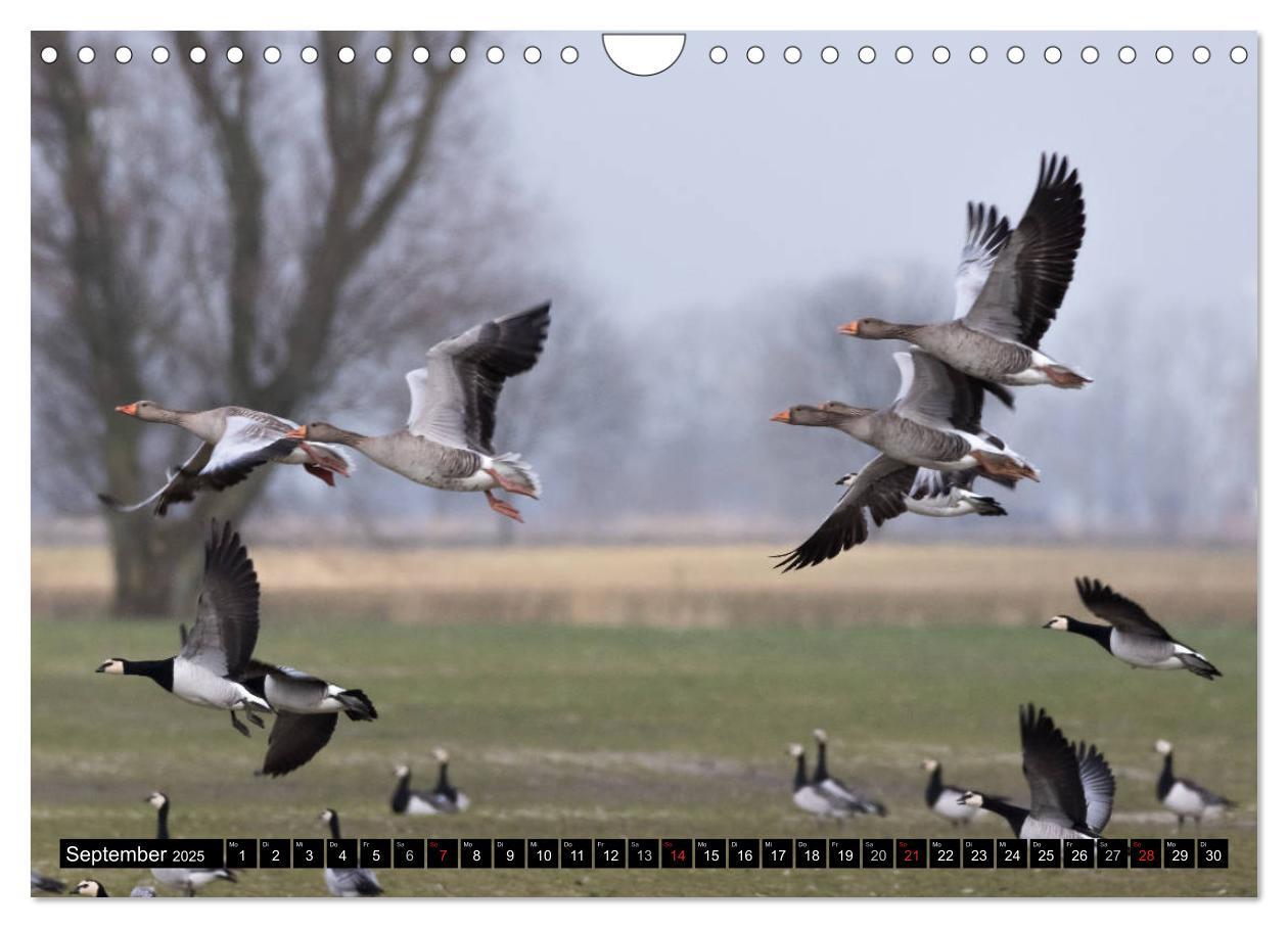 Bild: 9783435377060 | Gefiederte Schönheiten - Wildgänse in Norddeutschland (Wandkalender...