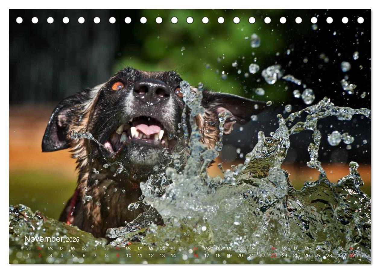 Bild: 9783435519262 | Malinois lieben Wasser (Tischkalender 2025 DIN A5 quer), CALVENDO...