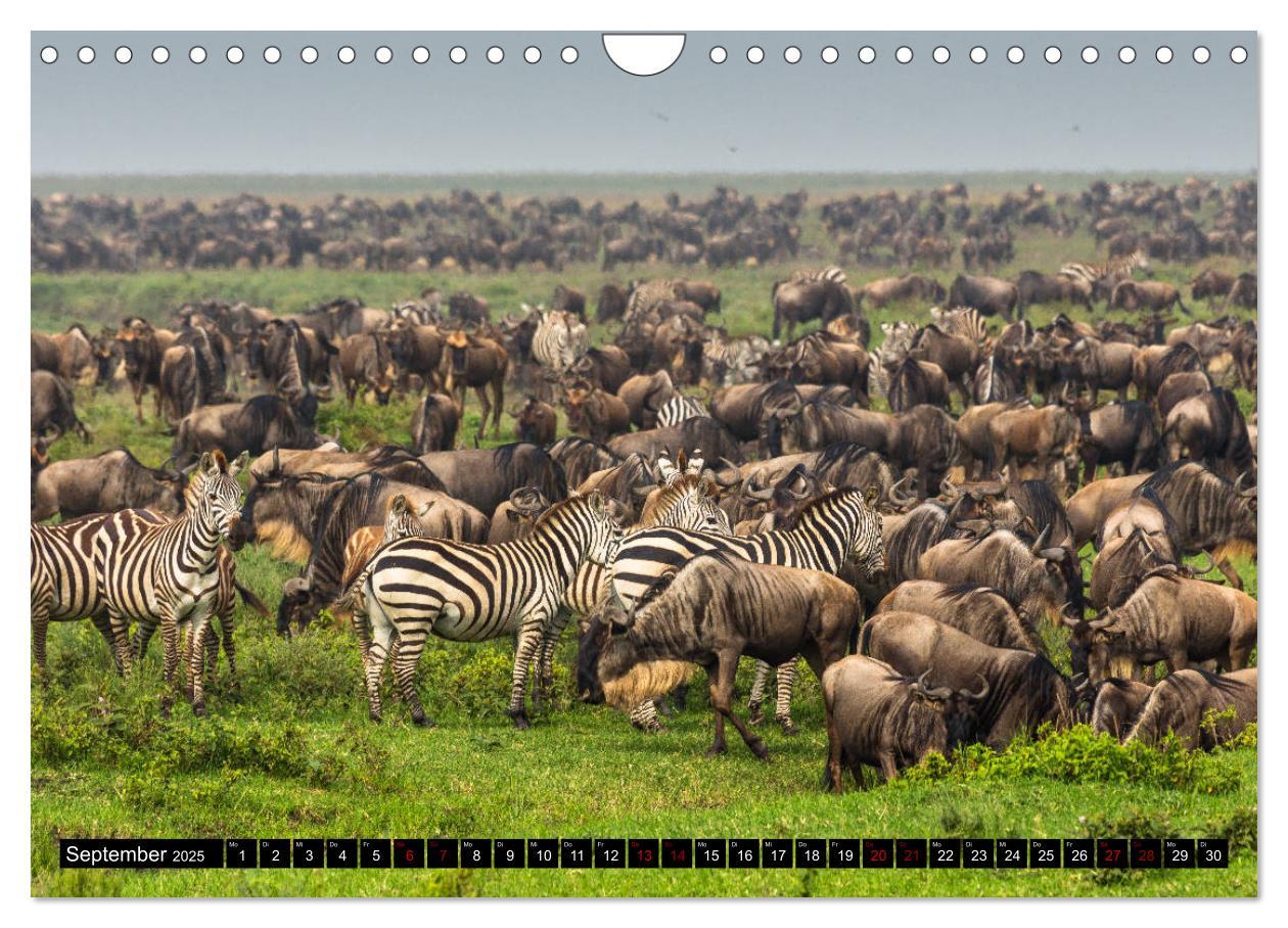 Bild: 9783435342563 | Tansania - Tierwanderung in der Serengeti (Wandkalender 2025 DIN A4...