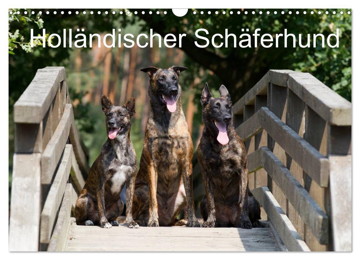 Cover: 9783383480157 | Holländischer Schäferhund (Wandkalender 2024 DIN A3 quer), CALVENDO...
