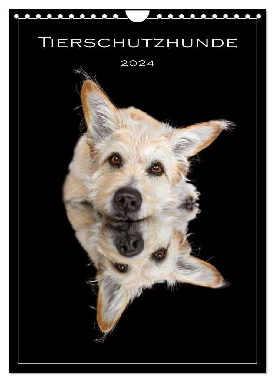 Cover: 9783383738678 | Tierschutzhunde (Wandkalender 2024 DIN A4 hoch), CALVENDO...