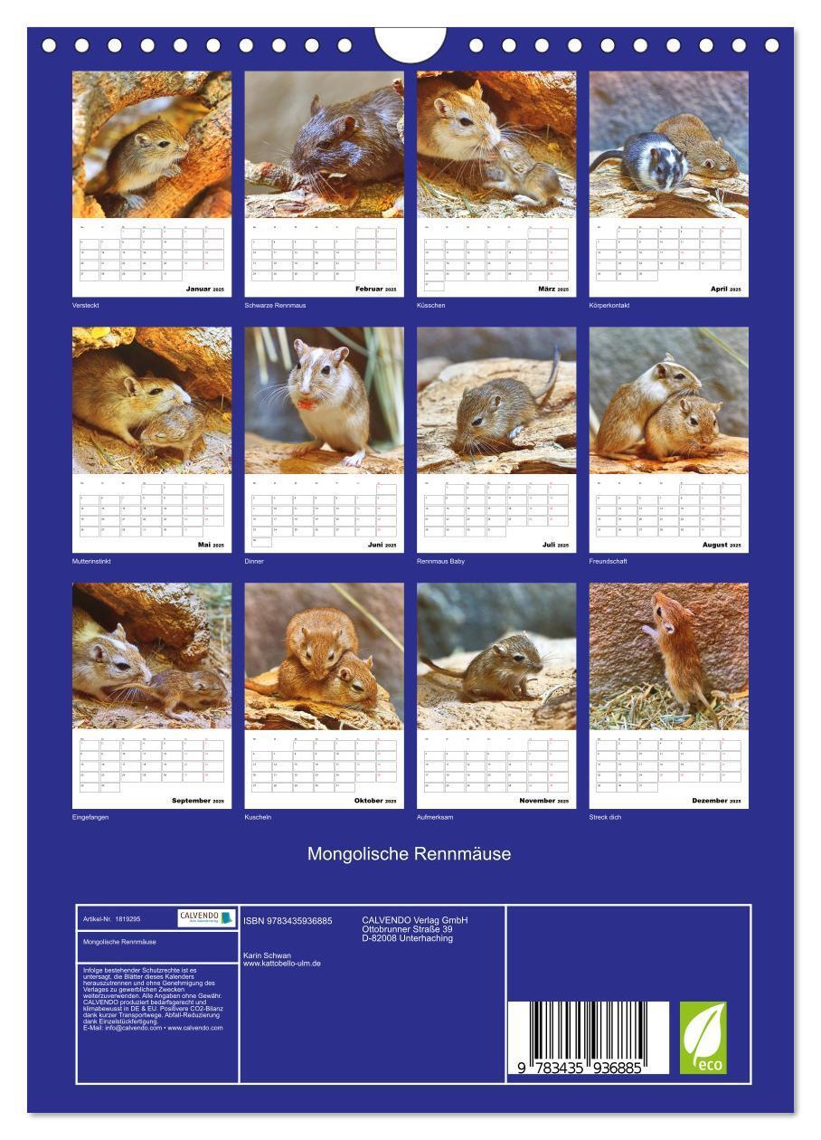 Bild: 9783435936885 | Mongolische Rennmäuse (Wandkalender 2025 DIN A4 hoch), CALVENDO...