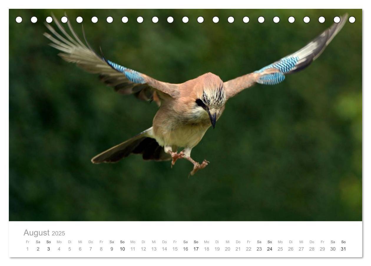 Bild: 9783435749720 | Vögel in unseren Gärten 2025 (Tischkalender 2025 DIN A5 quer),...