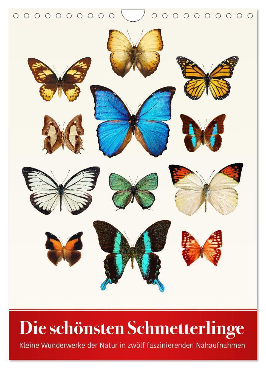 Cover: 9783383325342 | Die schönsten Schmetterlinge (Wandkalender 2024 DIN A4 hoch),...