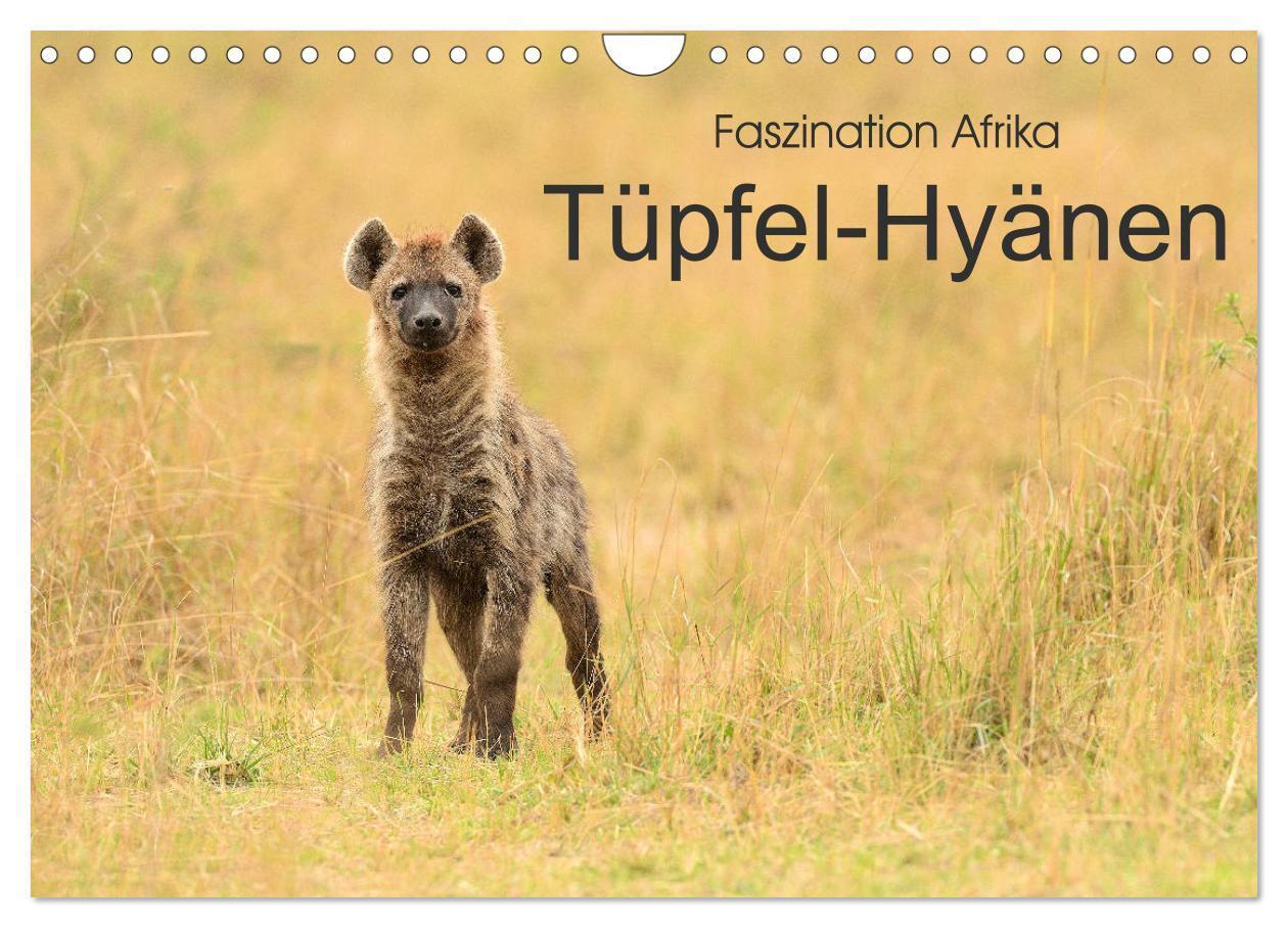 Cover: 9783675451957 | Faszination Afrika: Tüpfel-Hyänen (Wandkalender 2024 DIN A4 quer),...