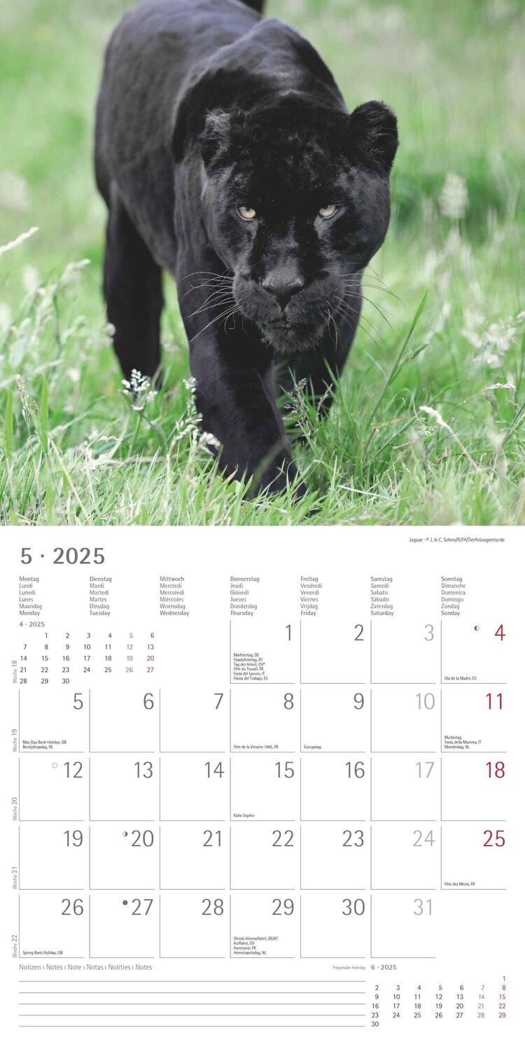 Bild: 4251732343057 | Großkatzen 2025 - Broschürenkalender 30x30 cm (30x60 geöffnet) -...