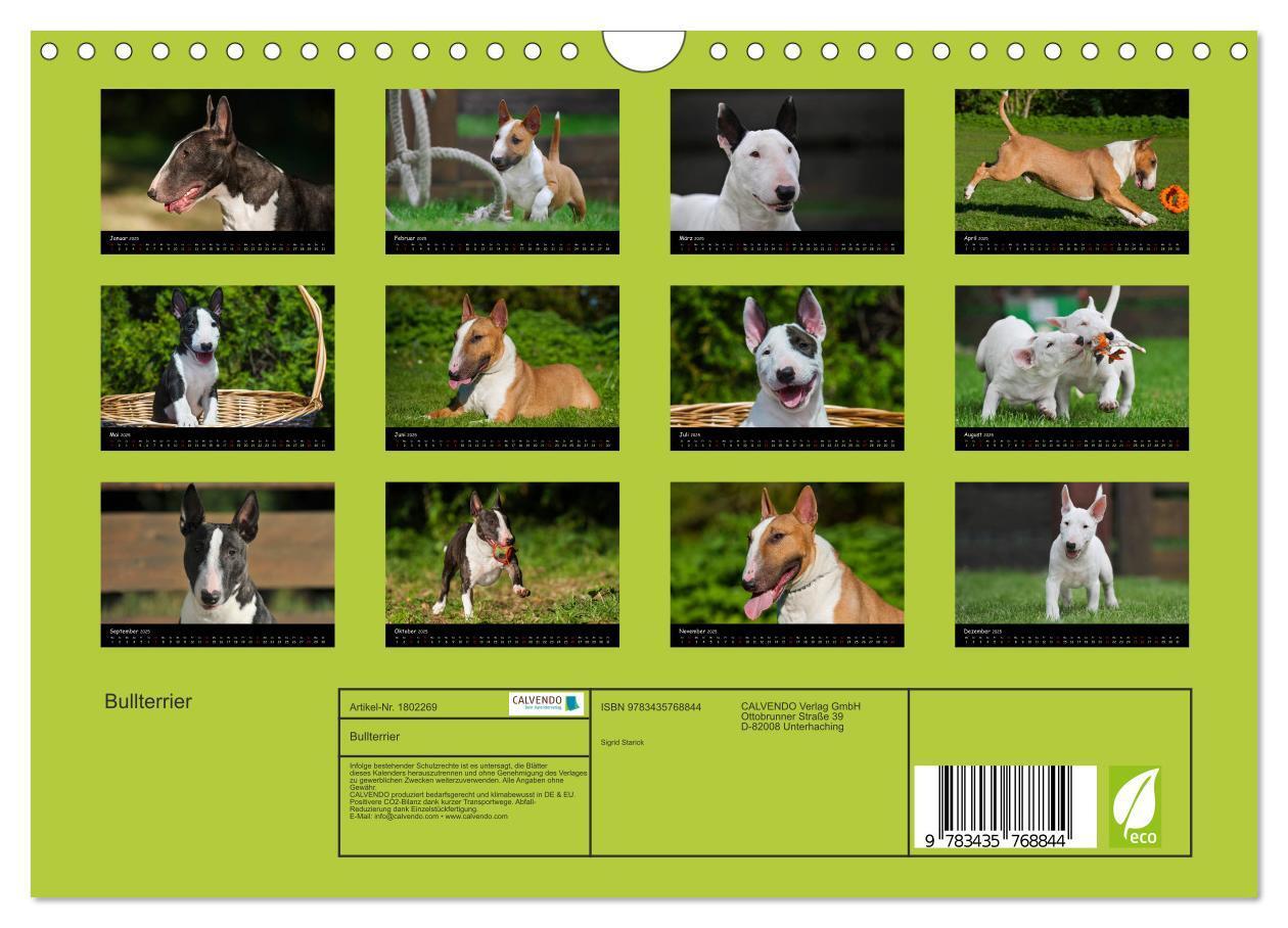 Bild: 9783435768844 | Bullterrier (Wandkalender 2025 DIN A4 quer), CALVENDO Monatskalender