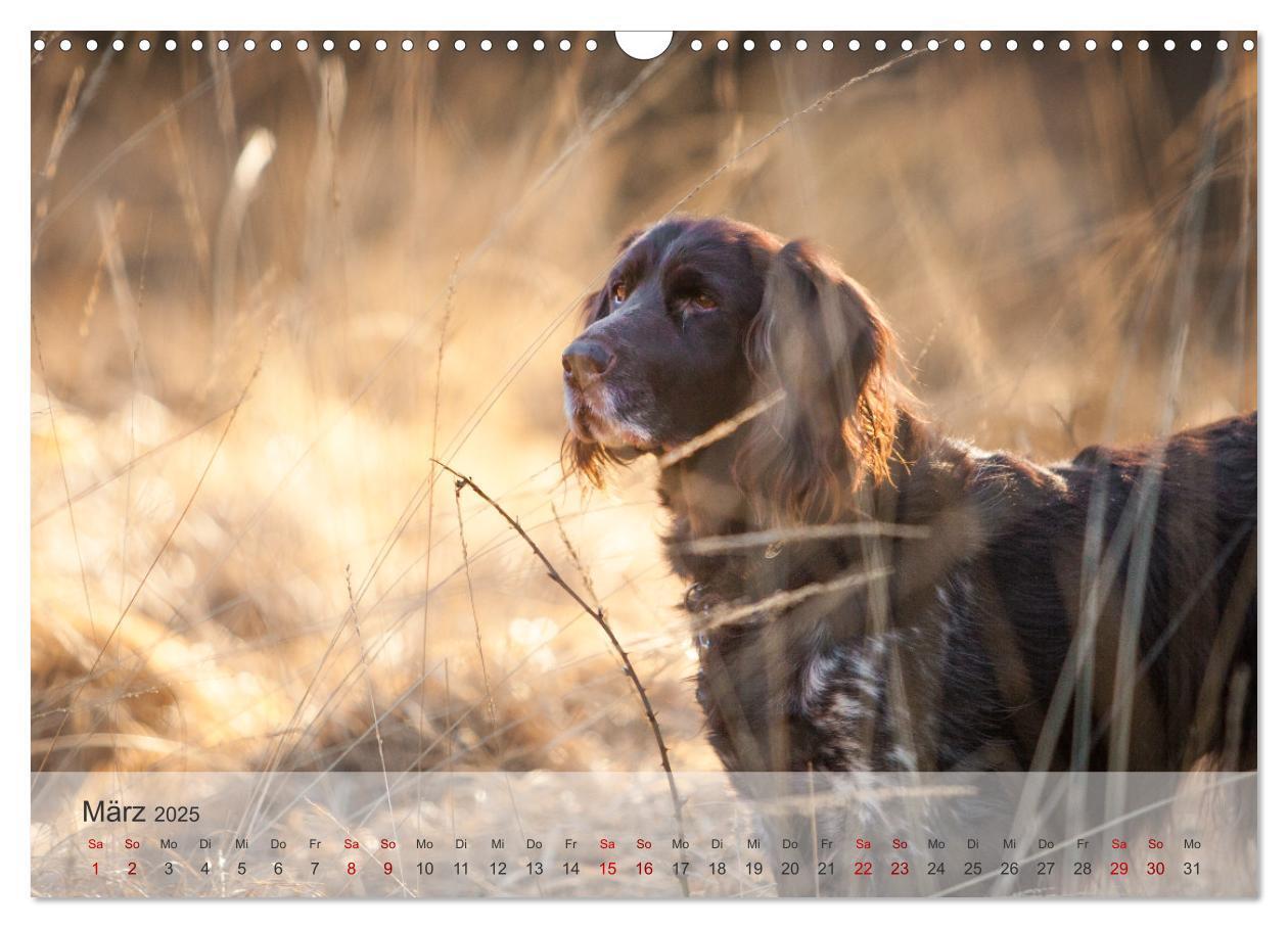 Bild: 9783457145739 | Der kleine Münsterländer (Wandkalender 2025 DIN A3 quer), CALVENDO...