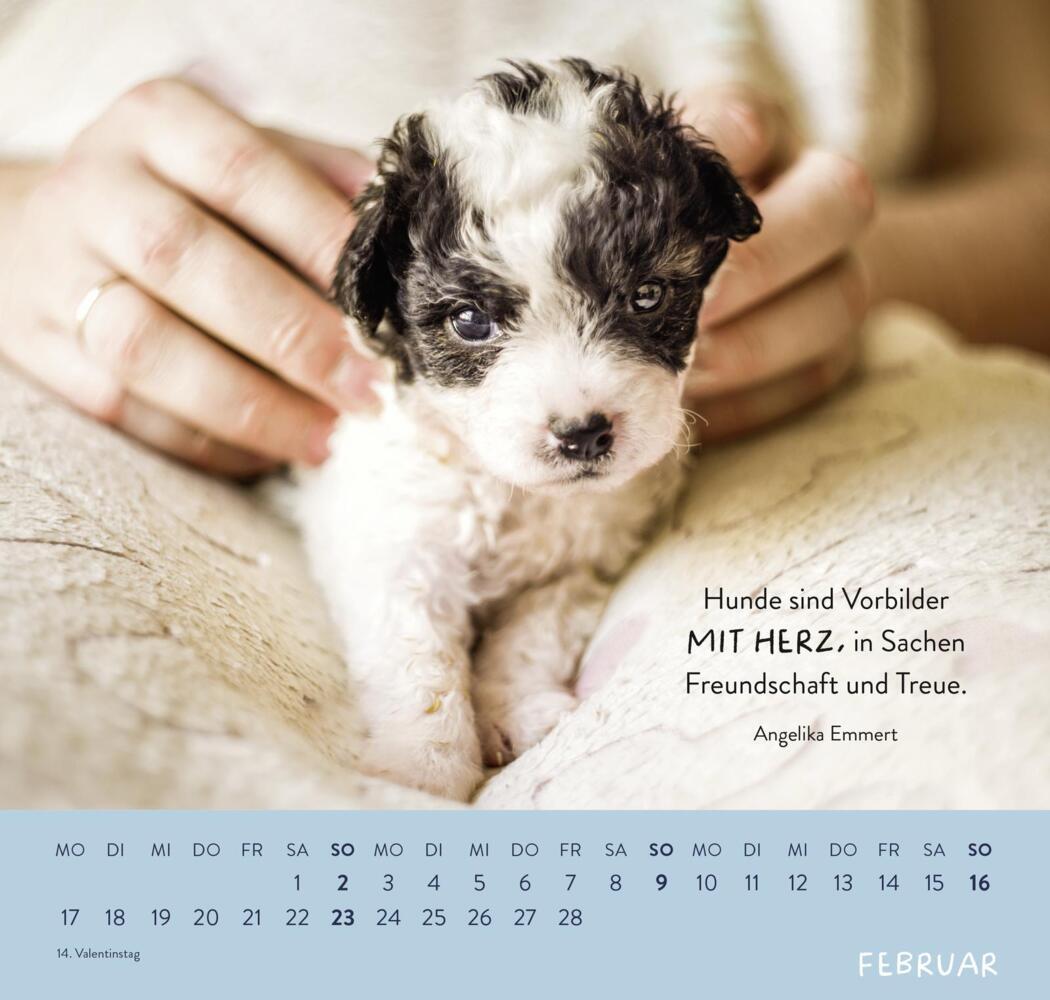 Bild: 4036442011867 | Wandkalender 2025: Für Hundefreunde | Groh Verlag | Kalender | 12 S.