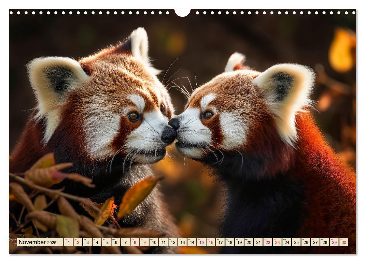 Bild: 9783383905131 | Roter Panda - gefährdeter Katzenbär (Wandkalender 2025 DIN A3...