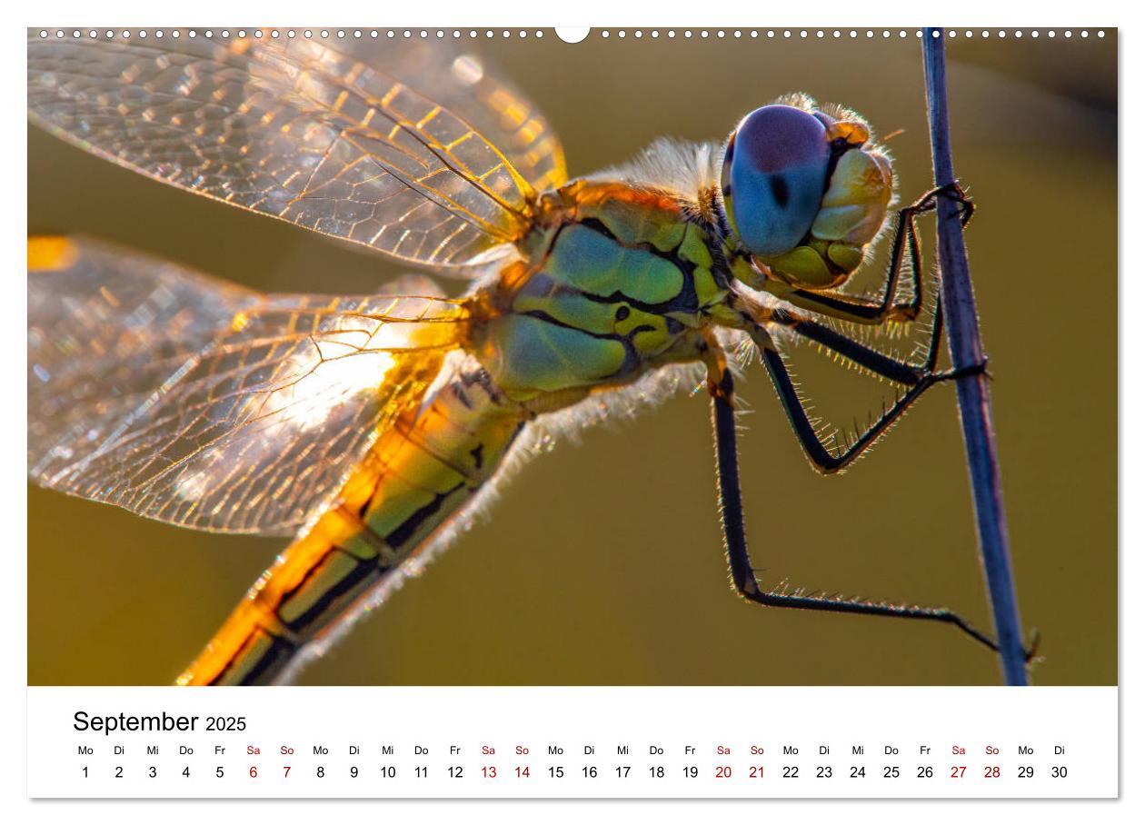 Bild: 9783435163885 | Oberbayerischer Insekten Kalender (hochwertiger Premium...