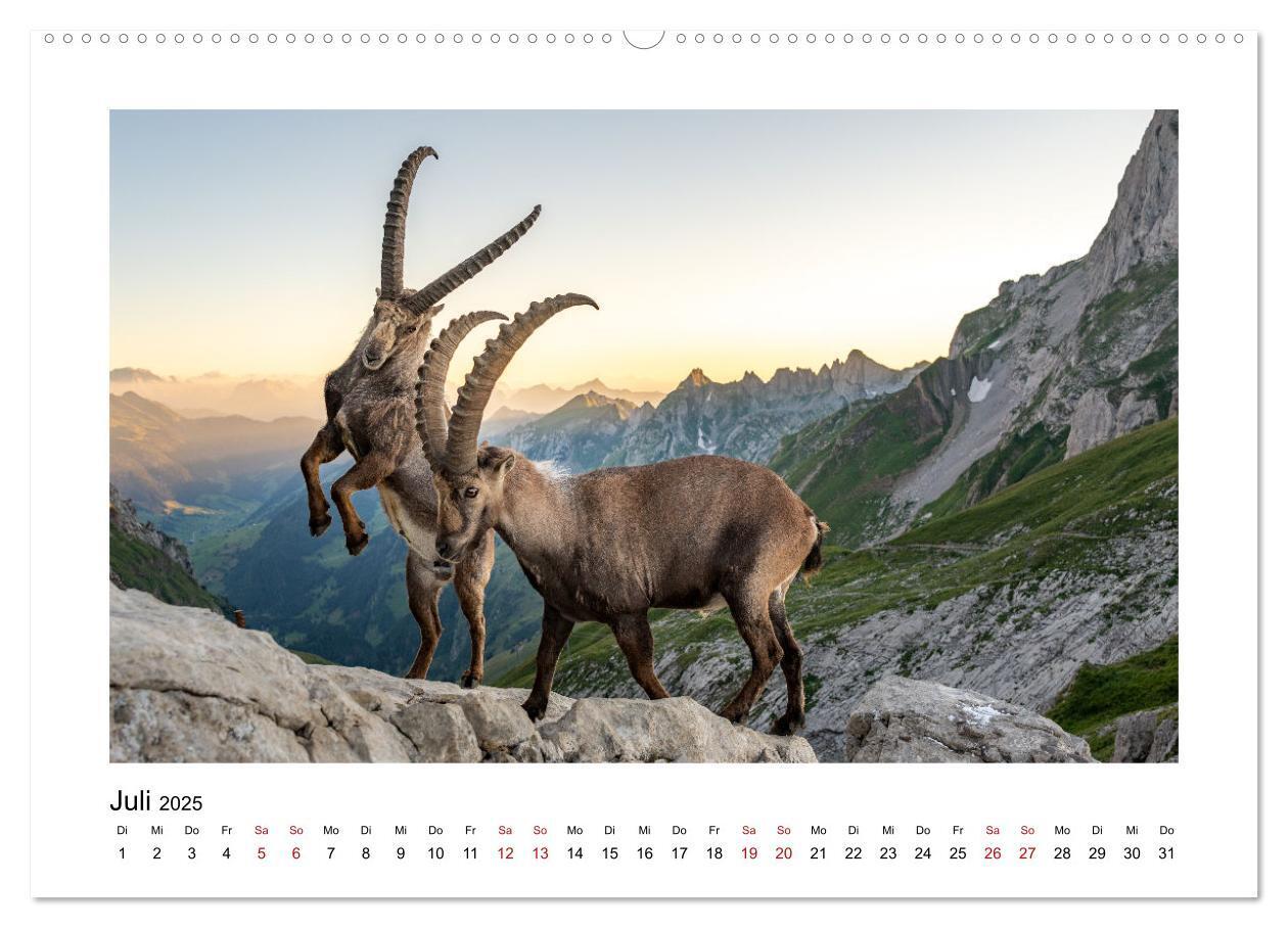 Bild: 9783383907562 | Steinböcke - Die Könige der Alpen (Wandkalender 2025 DIN A2 quer),...