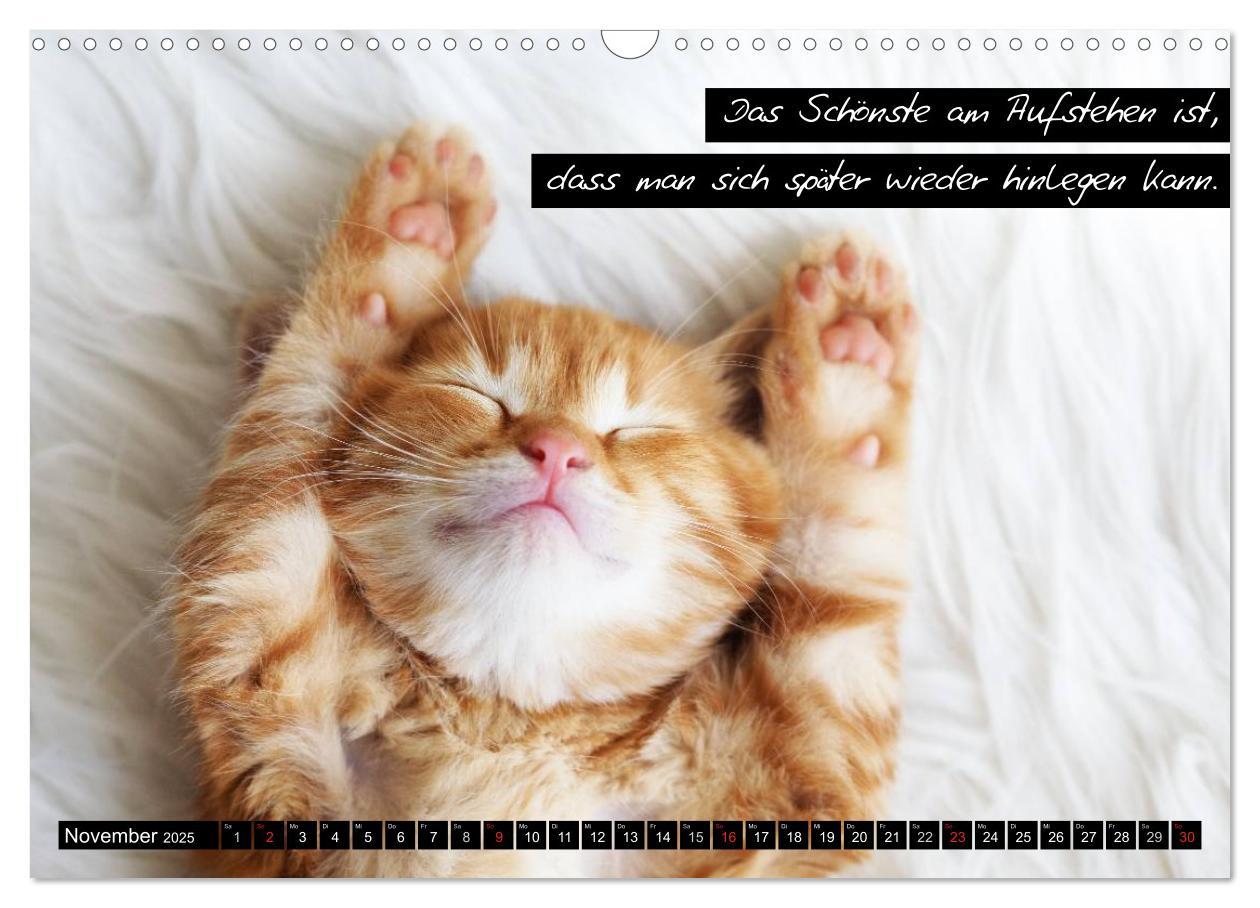 Bild: 9783435620128 | Der "philosophische" Katzenkalender 2025 (Wandkalender 2025 DIN A3...