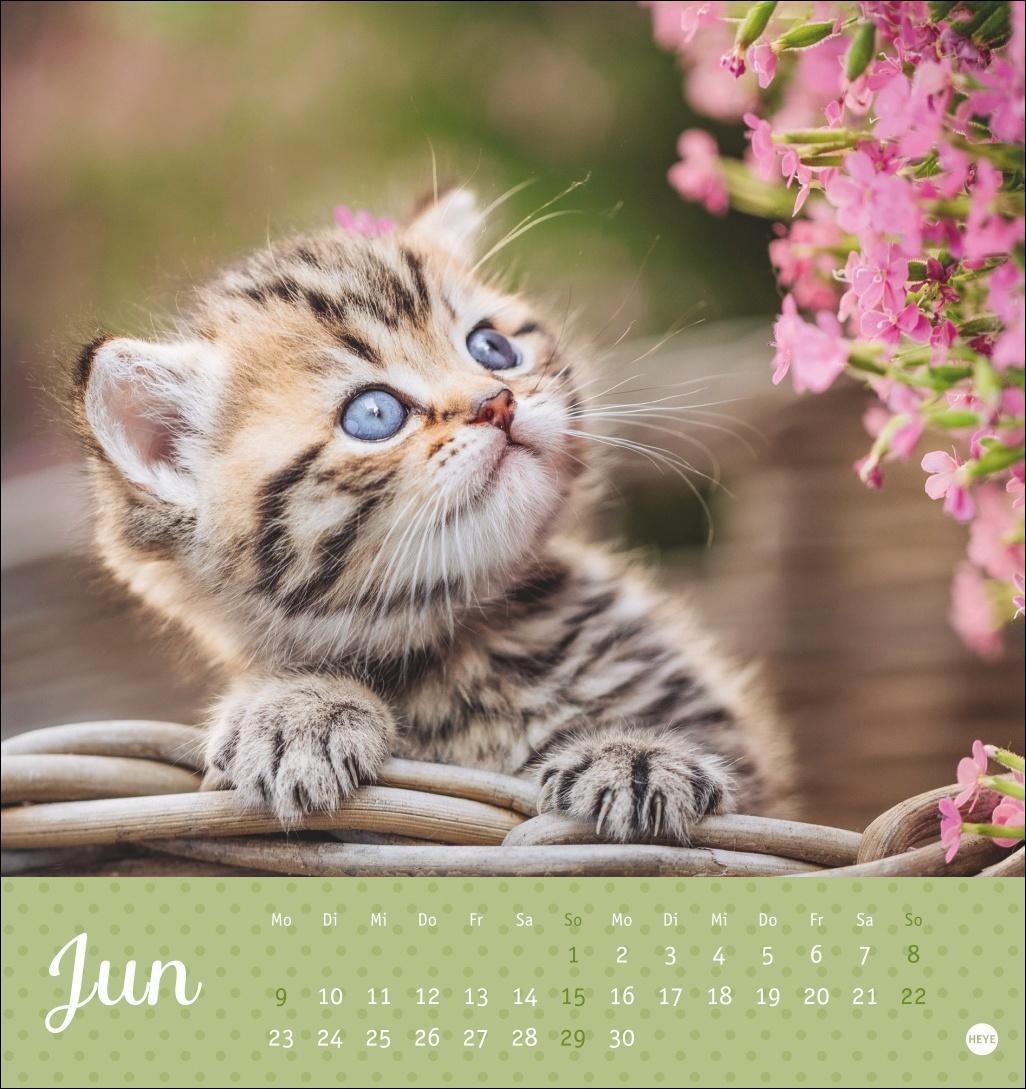 Bild: 9783756407026 | Katzen Postkartenkalender Kleine Tiger 2025 | Heye | Kalender | 13 S.
