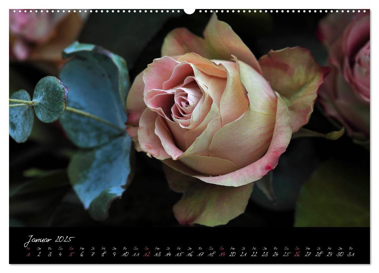 Bild: 9783435658688 | Rosen Romanze - Visuelle Musik (Wandkalender 2025 DIN A2 quer),...